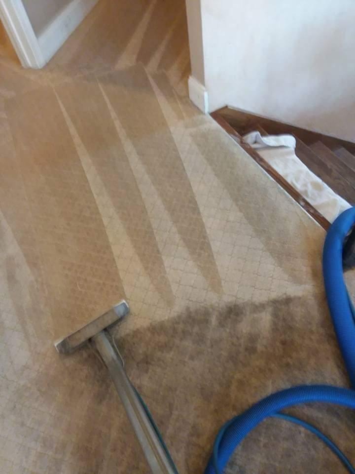 Carpet after professional cleaning — fresh and bright